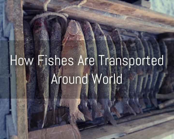 Fish Transportation